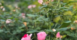 How Stopping to Smell the Roses Benefits Relationships