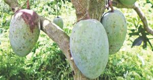 The Forgotten Jehangir Mango & Why It Disappeared from India’s Fruit Markets