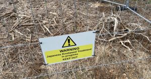 Treatment 'ongoing' to banish invasive species from meadow near Norwich