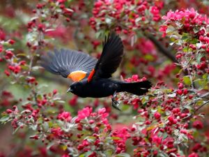 A $400 fine for a backyard bird feeder? | Opinion