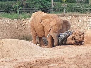 Ramat Gan Safari bids farewell to Bahati, iconic 65-year-old elephant