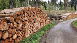 Ein gutes Jahr 2024 für den Gemeindewald: Doch künftig droht erneut Trockenstress