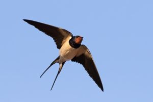 Mise à jour économique: une hirondelle ne fait pas le printemps