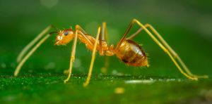 Biological invasions can cause severe animal suffering