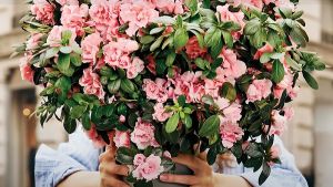 L'Azalea di Airc anche in Toscana per la festa della mamma