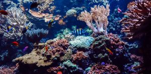 Heat‑resistant corals could help reefs adapt to climate change