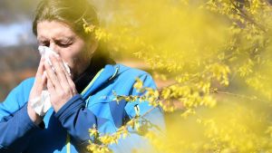 Pollenflug am Bodensee: Warum diese Saison für Allergiker besonders heftig ist