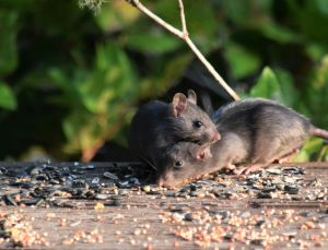 New Hantavirus Cases Confirmed Onboard Cruise Ship Now Stuck Now Anchored Near Cape Verde
