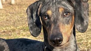 L’Enpa Torino si è presa cura di 103 cani dopo il sequestro a Chivasso