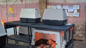 Cuatro detenidos, 18 faltas administrativas y otro negocio en Badajoz: el saldo de la operación de la Guardia Civil sobre el criadero ilegal de perros de Gijón