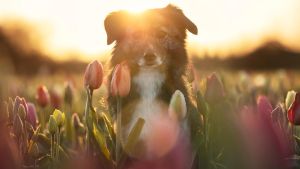 Tödliche Gefahr für Hunde: Diese Frühlingsblumen sind giftig für den Vierbeiner