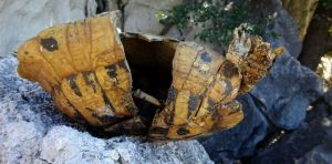 Self‑destructive behaviour among Hermann’s tortoises on a Macedonian island is leading to ‘demographic suicide’