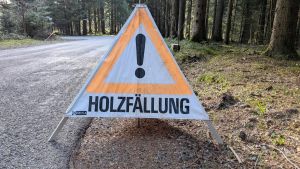 Ein finanzieller Lichtblick für Donaueschingen: Stadtwald-Einnahmen übertreffen alle Erwartungen