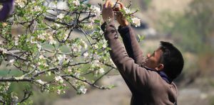 Protecting pollinating insects could improve diets and livelihoods worldwide – new study