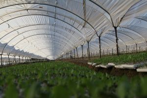 La inseguridad alimentaria crece con la guerra