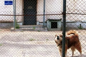 Родственникам заключенных разъяснят, как добиваться их перевода в удобную колонию