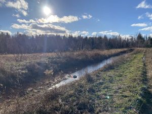 COMMENTARY: 'No net loss' of wetlands should not be aspirational in P.E.I.