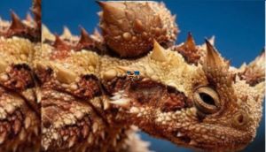 Researchers found 240-million-year-old giant mysterious 'sand creeper'