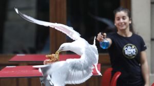 ¿Cuál es el barrio de Gijón preferido por las gaviotas para poner sus nidos?