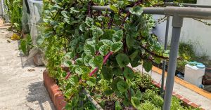 This Heat-Loving Vine Can Give Your Home Garden Fresh Greens Through the Summer Season