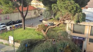 Cade un pino su un’auto. Paura in viale Diaz: 