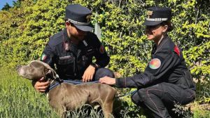 Cane maltrattato e nascosto in garage: tre denunciati a Paese