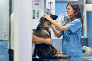 La salud animal encara un momento decisivo en bolsa