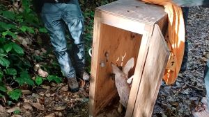 Un capriolo a spasso nel centro di Brescia. Dove? In via Elia Capriolo! L’animale è stato salvato