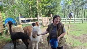 Primera sesión de “peluquería” para las alpacas de 