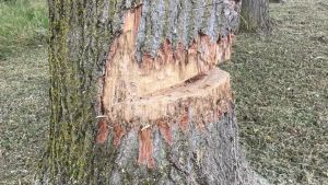 Vandalo abbatte parzialmente tre alberi in un’area verde, via alle indagini