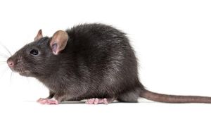Hantavirus