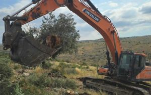 Smotrich announces uprooting of 3,000 trees planted by Palestinians in northern West Bank
