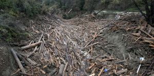 Cyclone Gabrielle exposed the risks of forestry slash. New research suggests little has changed