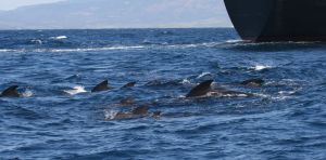 Squeak up! I can’t hear you: pilot whales are shouting to hear themselves over ship noise