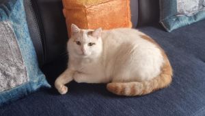 Tierquälerei am Bodensee geht weiter: Ein Unbekannter hat Kater Boris erschossen