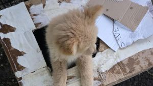 Mamma e cuccioli gettati di notte nel recinto del canile di Rivarolo: «Servono più controlli»