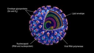 The Principal Risk of Hantavirus Lies in Its Long Incubation Period