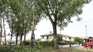 Abbattuti i tre pioppi recisi dai vandali, proseguono le indagini