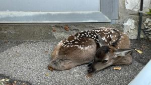Cucciolo di cerbiatto si rifugia nel dehor di un ristorante