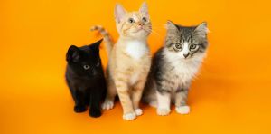 Ce que les chats peuvent nous apprendre sur les cancers humains