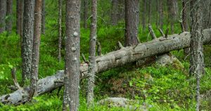 Replik: Klimatet tjänas inte bäst av att skogen reduceras till passiv kolsänka