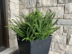 GARDEN CLIPPINGS: Putting ferns frond and centre