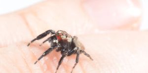 Meet the mosquito terminator – a spider that likes us and eats our enemies