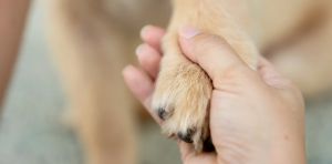 Pet loss is difficult for people – what about for other pets?