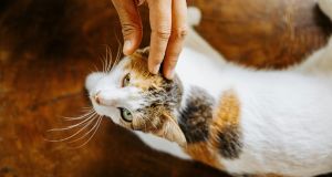 8 things dog people need to know about cats before interacting with them