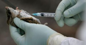 El estudio que revela que el hantavirus no solo se contagia por contacto estrecho: ¿quiénes son los supercontagiadores?