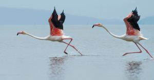 After Flying Thousands of Kilometres, This Is What Migratory Birds Find in India’s Wetlands