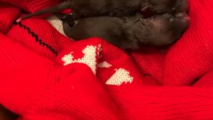 Scambiati per gattini nel bosco, erano cuccioli di volpe: il salvataggio