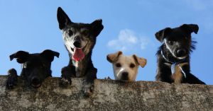 Dog Training: A Quirky Exposé From the Dogs' Point of View