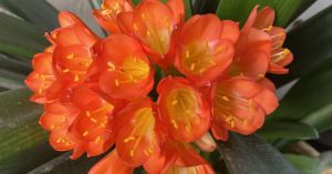 For Estranged Mothers on Mother's Day